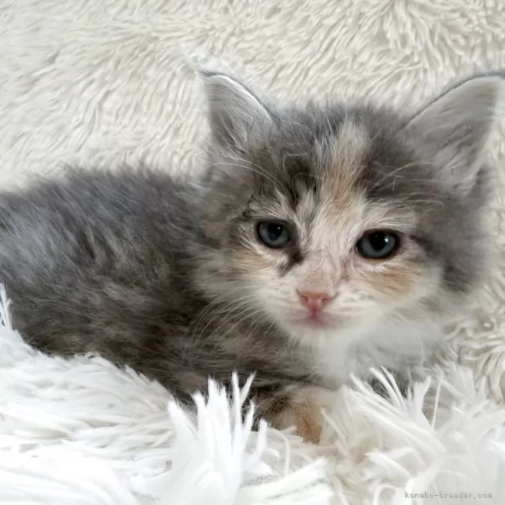 ID:2508-01007の子猫