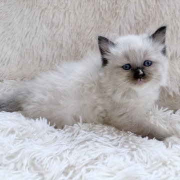 サイベリアン【神奈川県・女の子・2025年8月25日・シールポイント】の写真「ぬいぐるみみたいにもこもこしてて可愛いです♡」