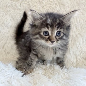 サイベリアン【神奈川県・女の子・2025年10月18日・ブラウンマッカレルタビー】の写真「マイペースで可愛い女の子です♡」