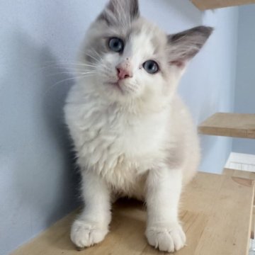 ラグドール【神奈川県・男の子・2025年8月15日・ブルーポイントバイカラー】の写真「おっとりマイペースな男の子です🎶」