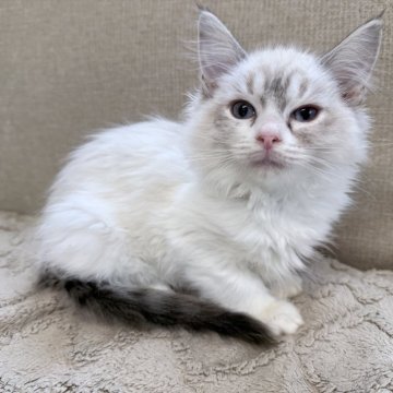 ラグドール【神奈川県・女の子・2025年9月18日・ブルーリンクスポイントバイカラー】の写真「活発でパワフルな女の子です(*´ω｀*)」