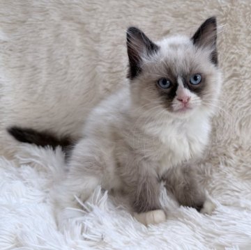 サイベリアン【神奈川県・男の子・2025年8月25日・シールポイントバイカラー】の写真「食欲旺盛で活発な男の子です♡」