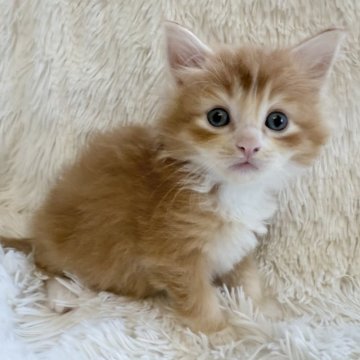 サイベリアン【神奈川県・男の子・2025年10月18日・レッドタビー&ホワイト】の写真「活発な可愛い男の子です♡」