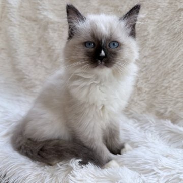 サイベリアン【神奈川県・女の子・2025年8月25日・シールポイント】の写真「ぬいぐるみみたいにもこもこしてて可愛いです♡」