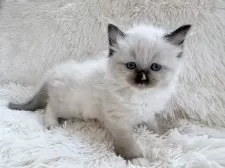 サイベリアン【神奈川県・女の子・2025年8月25日・シールポイントミテッド】の写真2