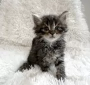 サイベリアン【神奈川県・女の子・2025年4月30日・ブラウンタビー】の写真2