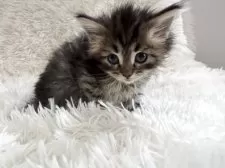 サイベリアン【神奈川県・女の子・2025年4月30日・ブラウンタビー】の写真3