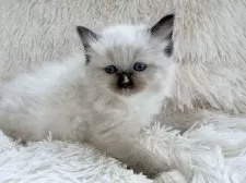 サイベリアン【神奈川県・女の子・2025年8月25日・シールポイントミテッド】の写真3