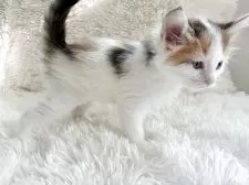 サイベリアン【神奈川県・女の子・2025年4月22日・キャリコ】の写真3