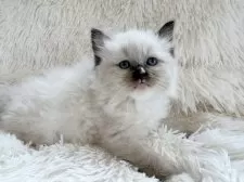 サイベリアン【神奈川県・女の子・2025年8月25日・シールポイントミテッド】の写真4