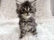 サイベリアン【神奈川県・女の子・2025年4月30日・ブラウンタビー】の写真4