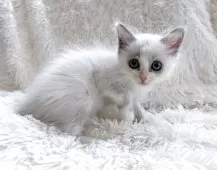 ラグドール【神奈川県・女の子・2025年6月25日・ブルーポイントバイカラー】の写真5