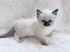 サイベリアン【神奈川県・女の子・2025年8月25日・シールポイントミテッド】の写真5