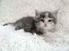 サイベリアン【神奈川県・女の子・2025年7月5日・ブルーパッチドタビー&ホワイト】の写真6