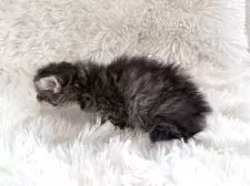 サイベリアン【神奈川県・女の子・2025年4月30日・ブラウンタビー】の写真6