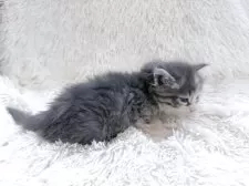 サイベリアン【神奈川県・女の子・2025年7月5日・ブルーパッチドタビー&ホワイト】の写真6