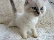 サイベリアン【神奈川県・女の子・2025年8月25日・ブルーリンクスポイント】の写真7