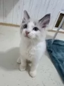 ラグドール【神奈川県・男の子・2025年8月15日・ブルーポイントバイカラー】の写真7