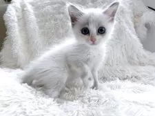 ラグドール【神奈川県・女の子・2025年6月25日・ブルーポイントバイカラー】の写真7