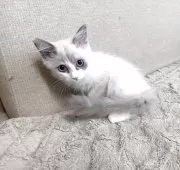 ラグドール【神奈川県・女の子・2025年6月25日・ブルーポイントバイカラー】の写真9