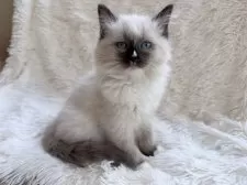 サイベリアン【神奈川県・女の子・2025年8月25日・シールポイントミテッド】の写真9