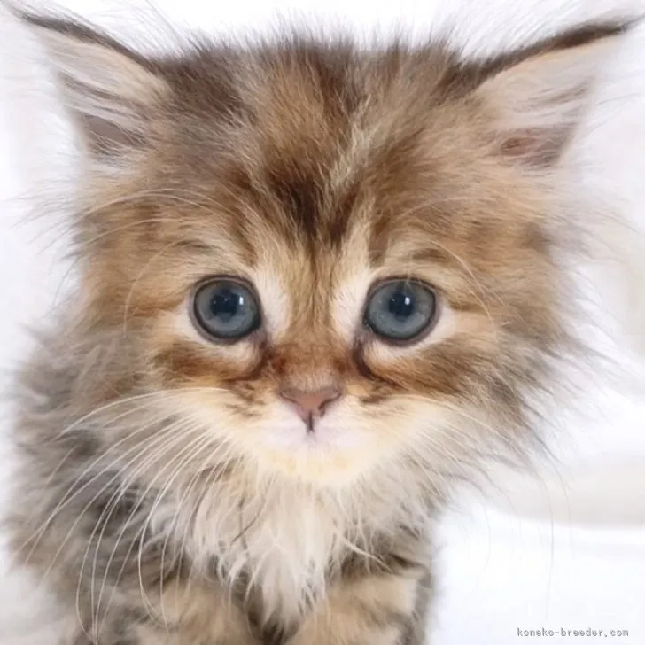 ID：2304-00956の子猫