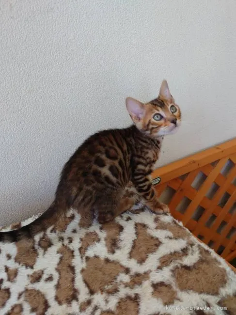 ID：2205-01464の子猫