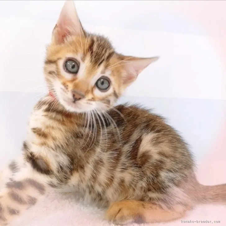 ID:2303-01106の子猫