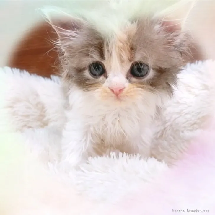 ID:2310-01965の子猫