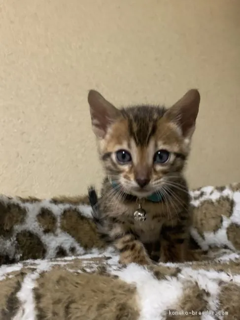 ID：2101-00784の子猫