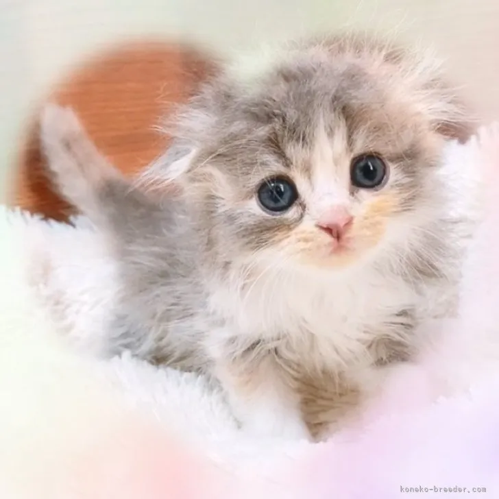 ID:2310-01966の子猫