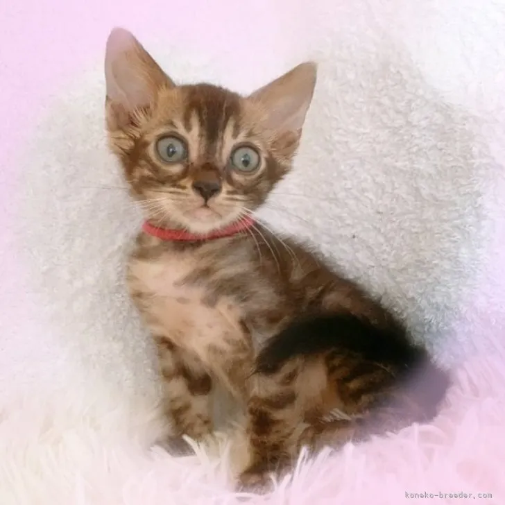 ID：2303-01891の子猫
