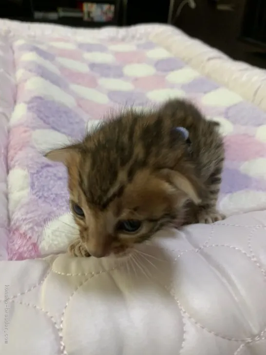 ID:2008-00978の子猫