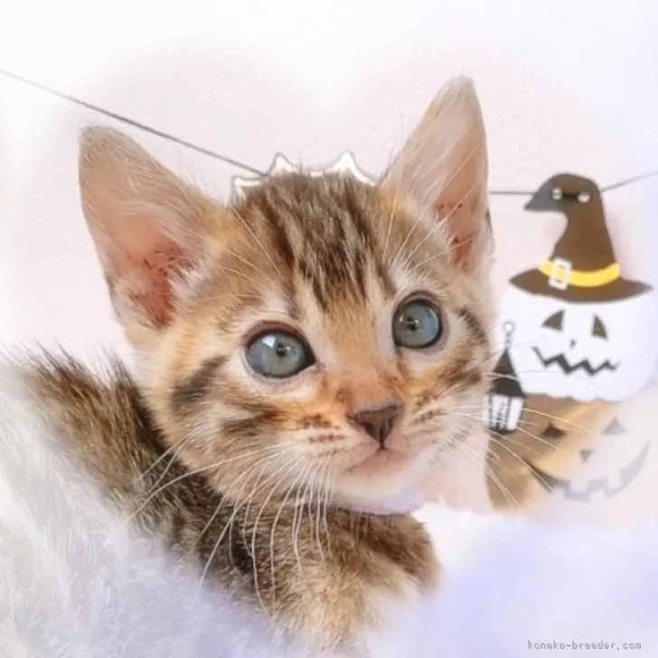ID:2310-01274の子猫