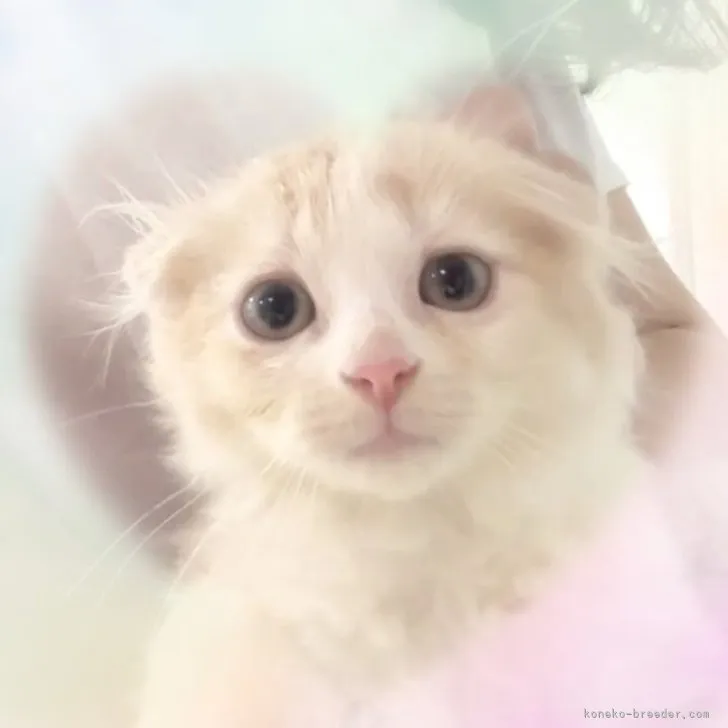 ID：2306-00274の子猫