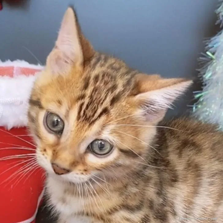 ID：2210-01150の子猫