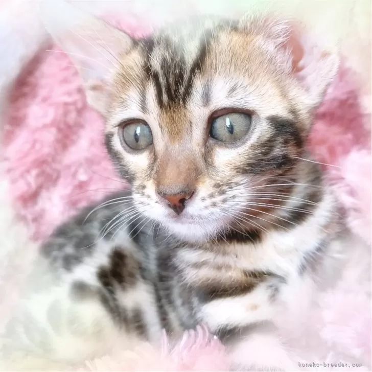ID:2408-01582の子猫