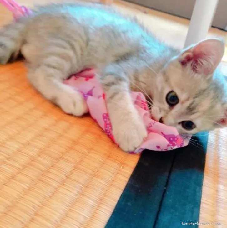 ID：2205-01372の子猫