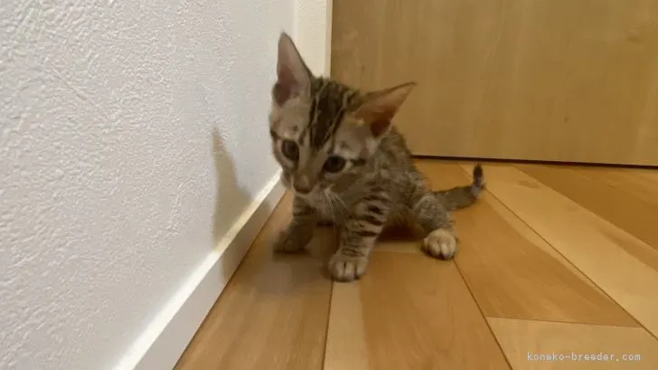 ID:2106-00575の子猫
