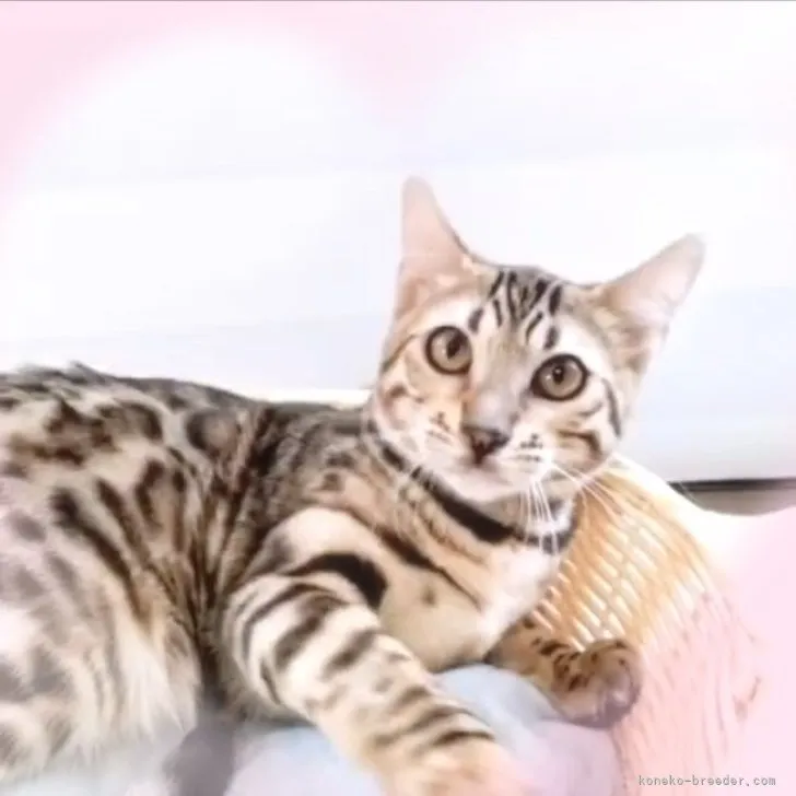 ID:2211-02022の子猫