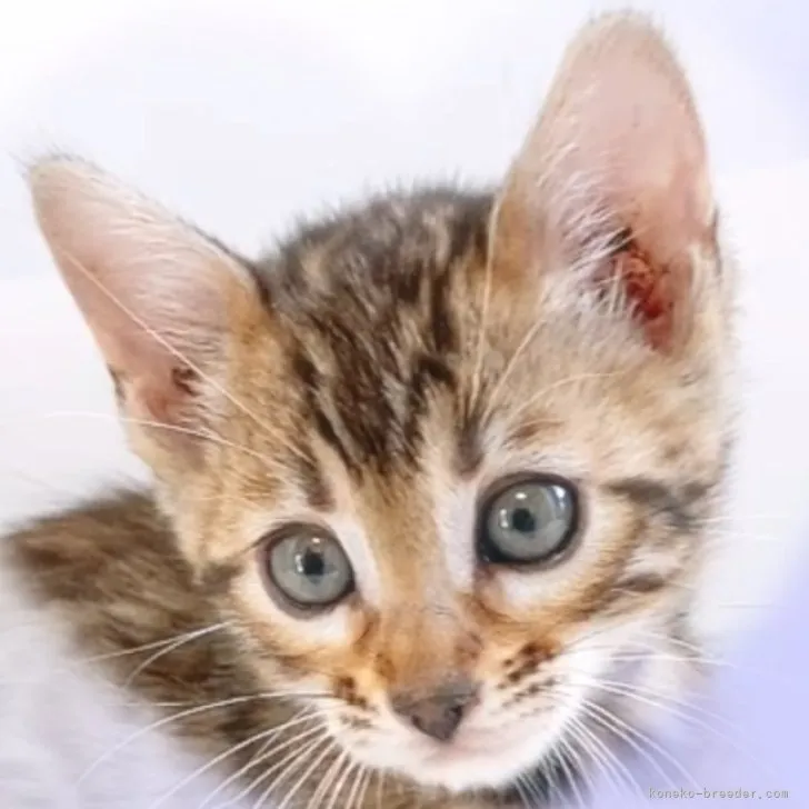 ID：2303-01096の子猫