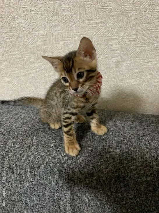 ID:2008-00977の子猫