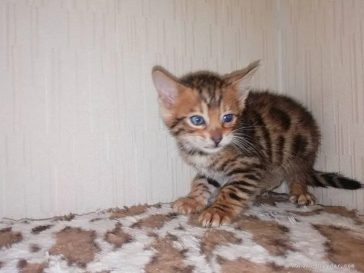 ID:2205-01521の子猫