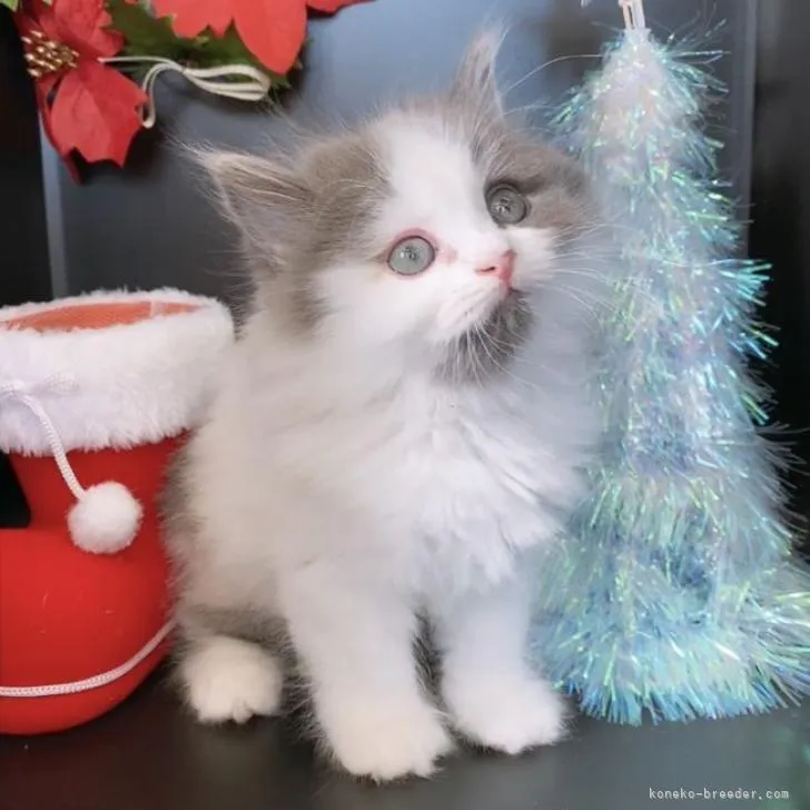 ID:2210-01146の子猫