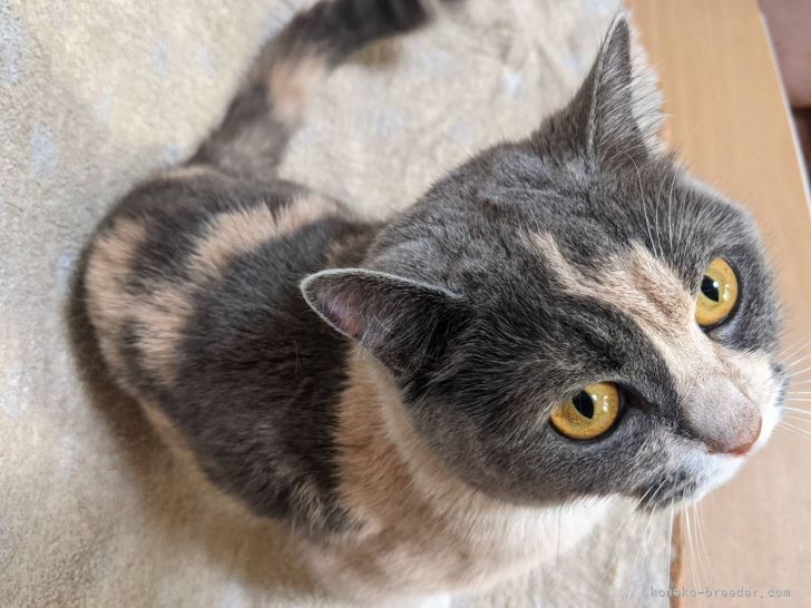 スコティッシュフォールド【・女の子・2019年5月26日・ブルー】