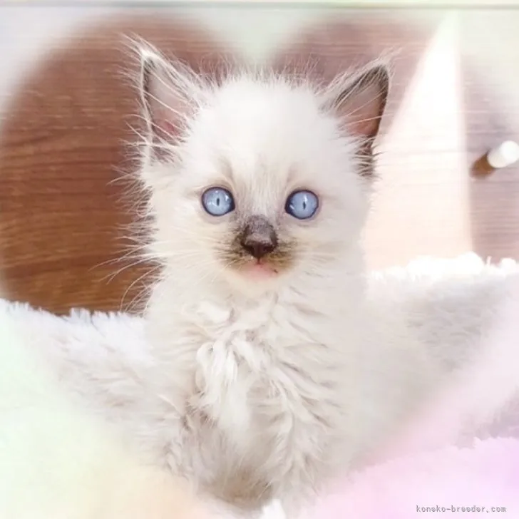 ID:2310-00253の子猫
