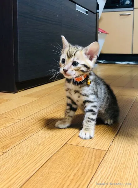 ID：2011-01085の子猫