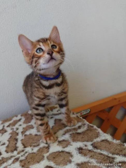 ID：2205-01519の子猫