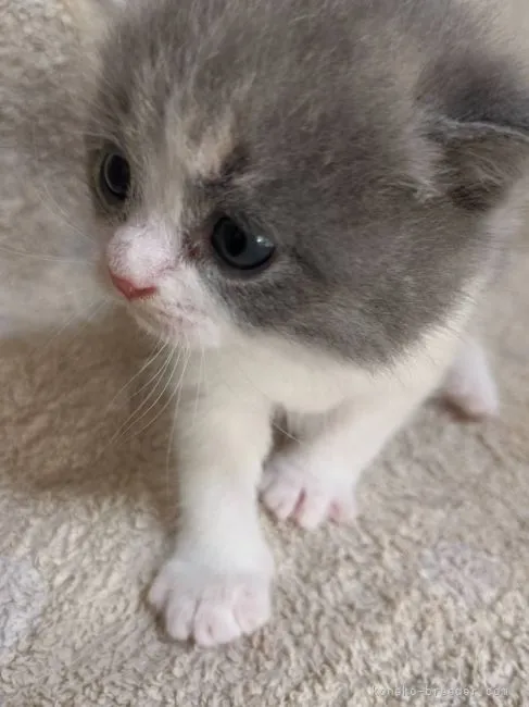 ID：2107-01269の子猫