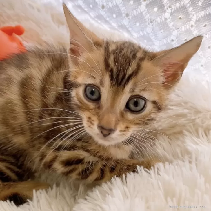 ID：2404-03015の子猫